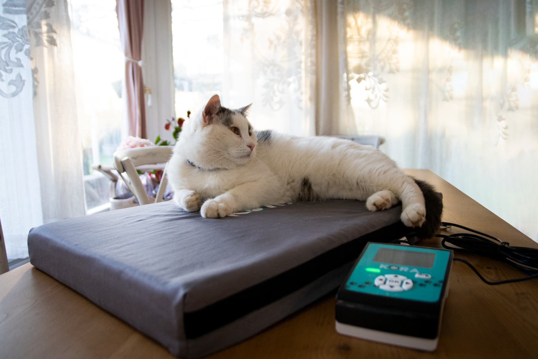 kora Veterinärmagnetotherapie